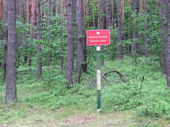 Rezerwat przyrody Sokole Góry rezerwat