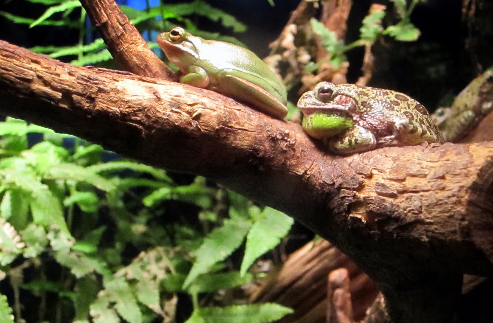 Hasty Pics: Why are Frogs so Happy?