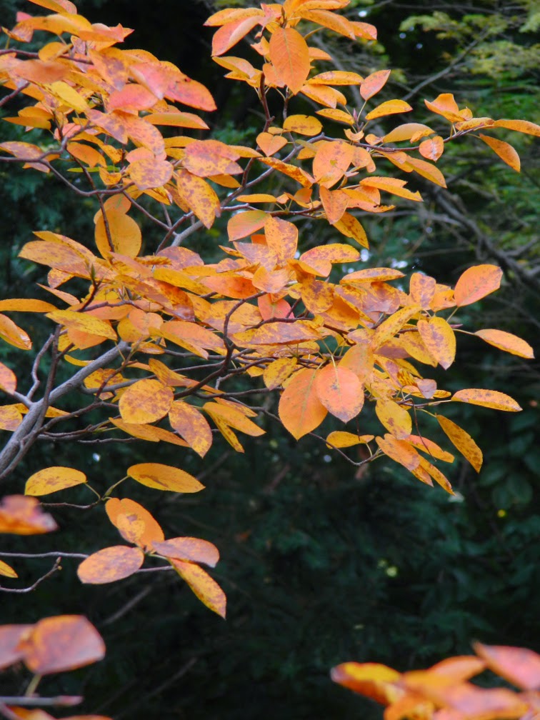 Serviceberry Amelanchier arborea autumn foliage by garden muses-not another Toronto gardening blog