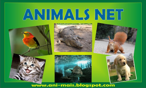 Animals Net