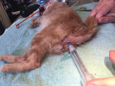 prolapsed prolapse rectal rectum anus veterinarian feline
