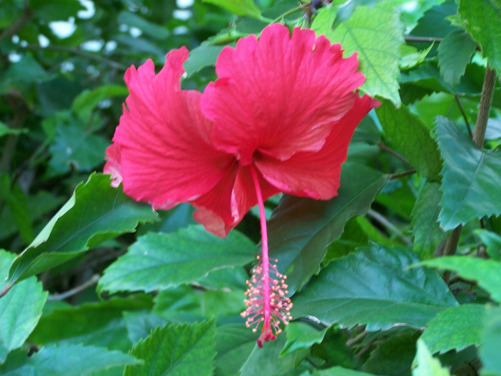 Caribbean Missions Beautiful Flowers of the Island