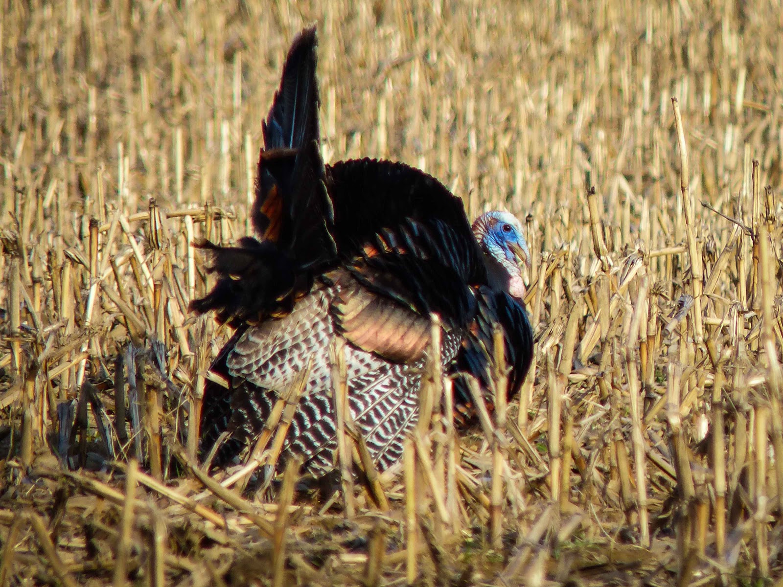 Gale's Photo and Birding Blog Wild Turkey Strut