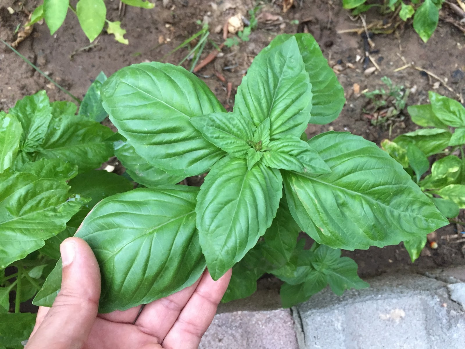 History of Basil