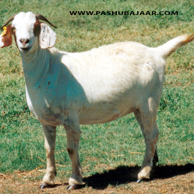 Goats for Bakra Eid (Id ul Adha) Qurbani ~ Buy Goats or 
