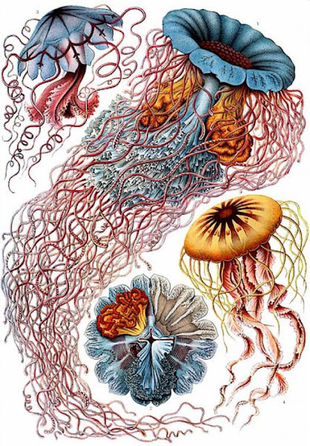 Ernst Haeckel - Γερμανός βιολόγος και καλλιτέχνης 3