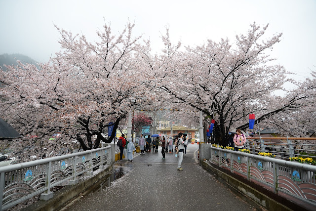 Hwagae Cherry Blossom Festival (Hwagae)