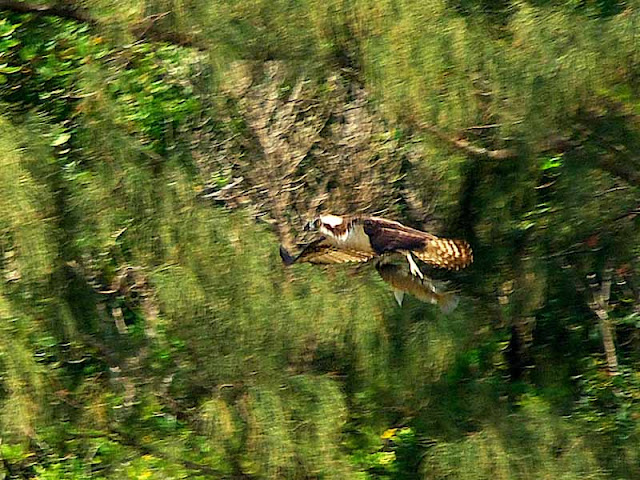 fish and osprey in flight