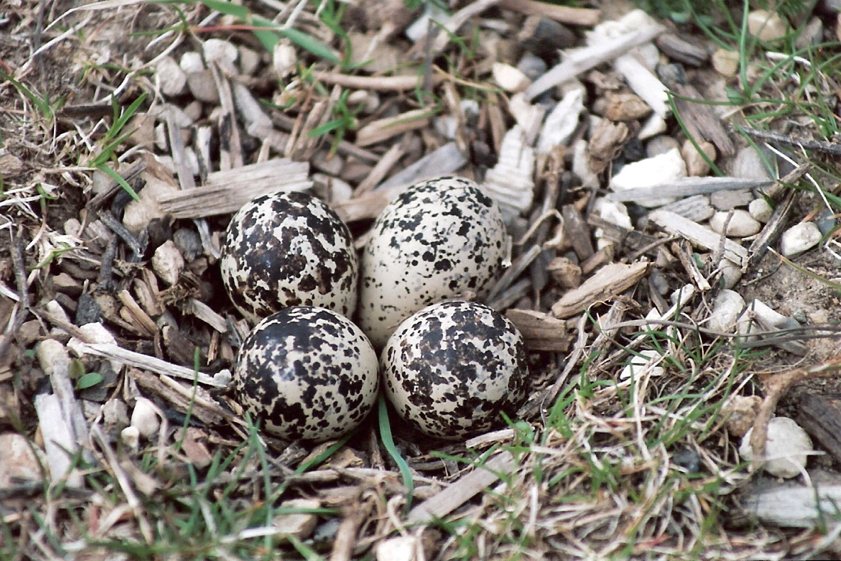 Isabella Conservation District Environmental Education Program