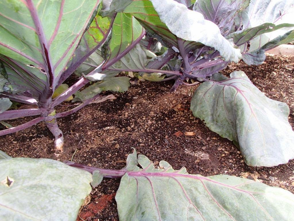 Xtremehorticulture of the Desert Remove Bottom Leaves in Cabbage to