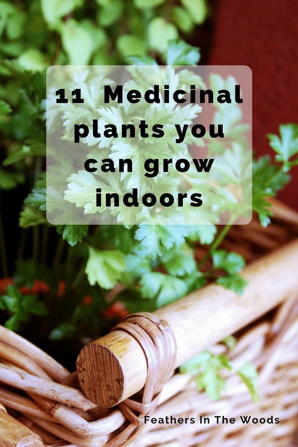 11 Medicinal plants that grow well indoors Feathers in