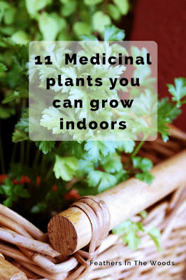 Medicinal herbs that you can grow indoors