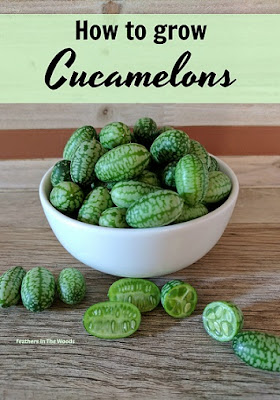 growing cucamelons