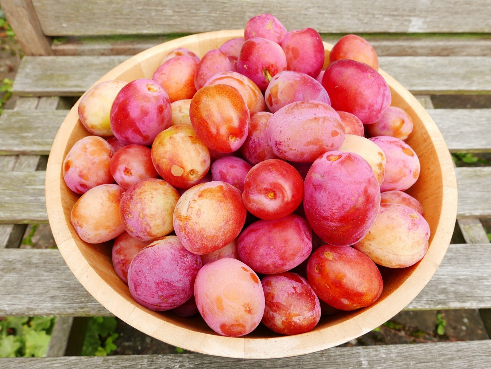 What to do with your August harvest a delicious recipe for plums