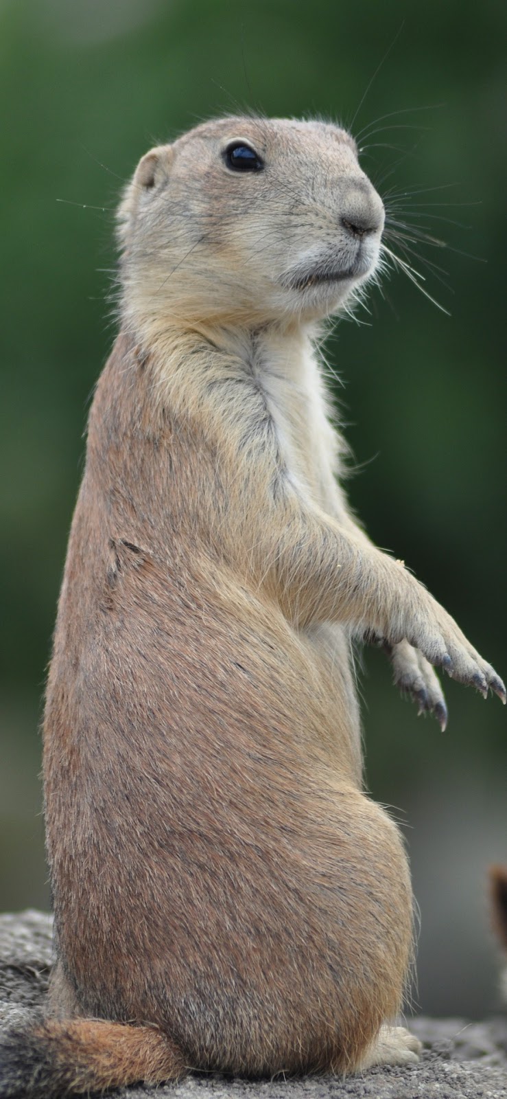 Picture of a prairie dog.