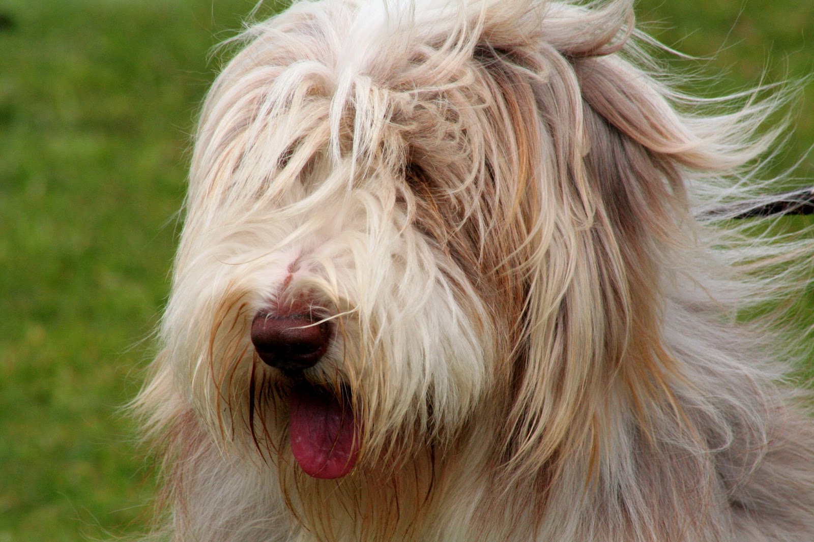 Everything about your Bearded Collie LUV My dogs