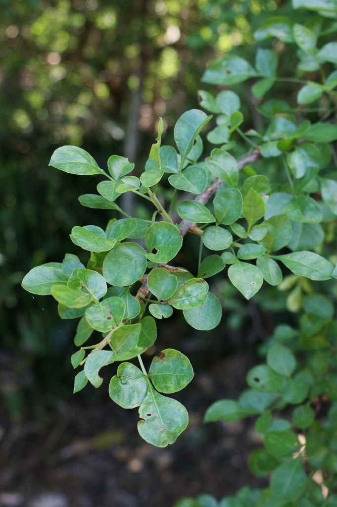 Myrrh leaves