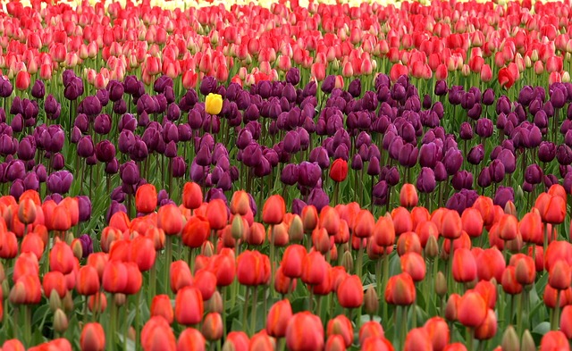 hoa tulip