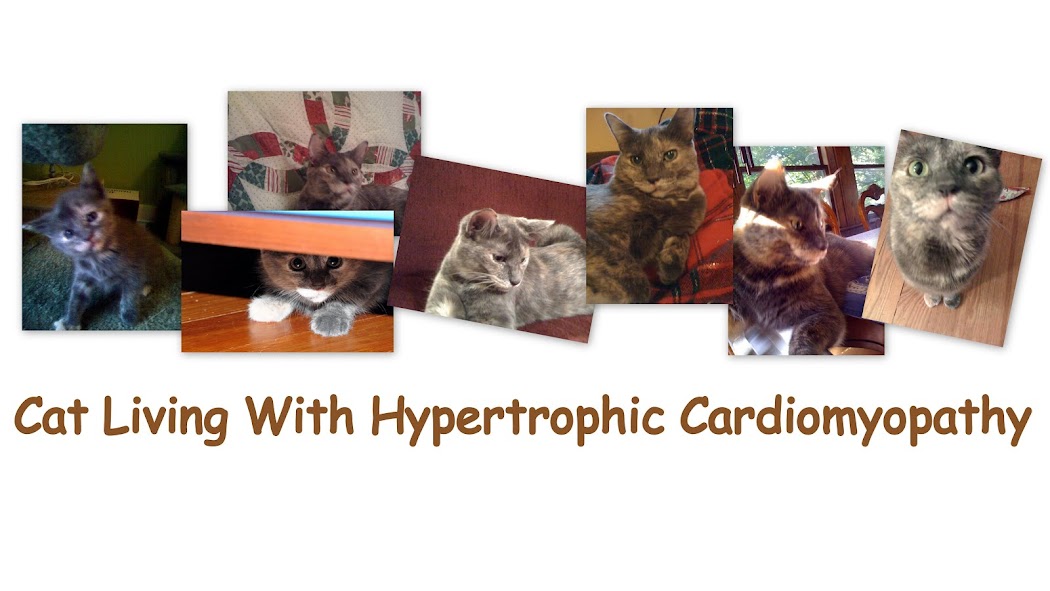 Cat Living with Hypertrophic Cardiomyopathy