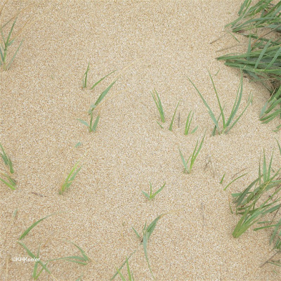 grasses on an Hawaiian beach beach grasses