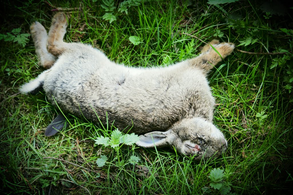 Injured Injured Rabbit Sound