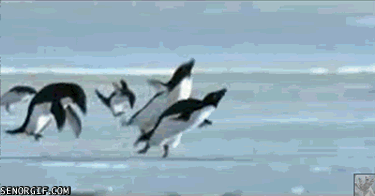 flora_and_fauna_27.gif