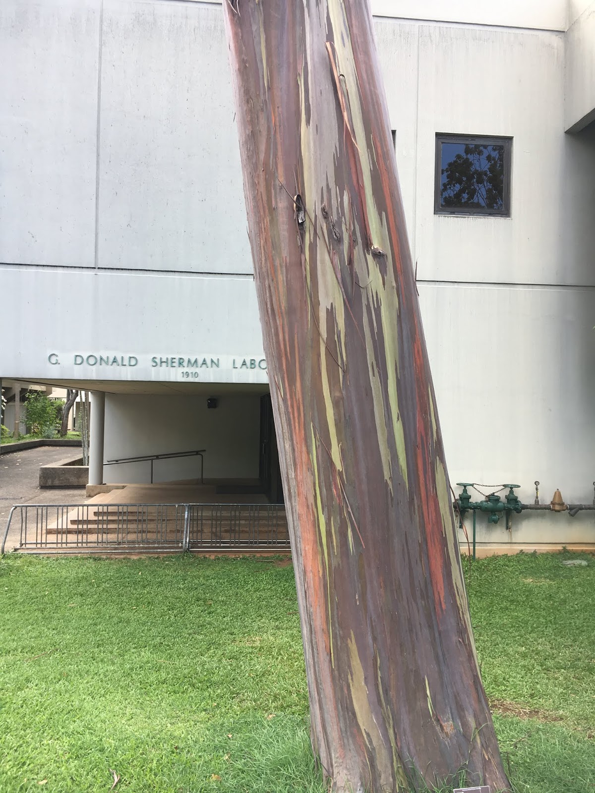 Eucalyptus deglupta (Mindanao Gum)