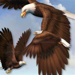 prey birds sweet unknown posted