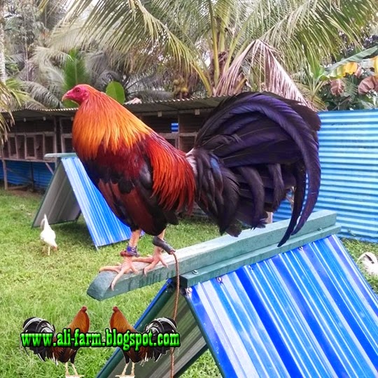 ALI FARM Jual Ayam Pilipin Import Segel JACK TORRES 436 ayam sabung
