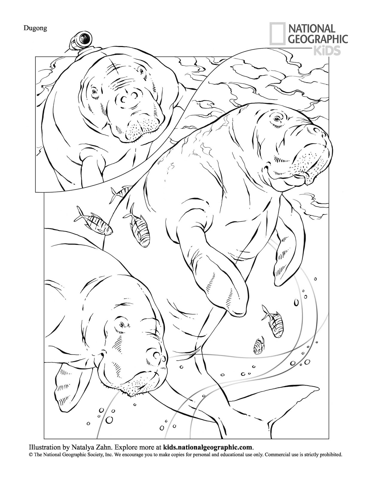 aves desenhos para colorir imprimir gratuitamente