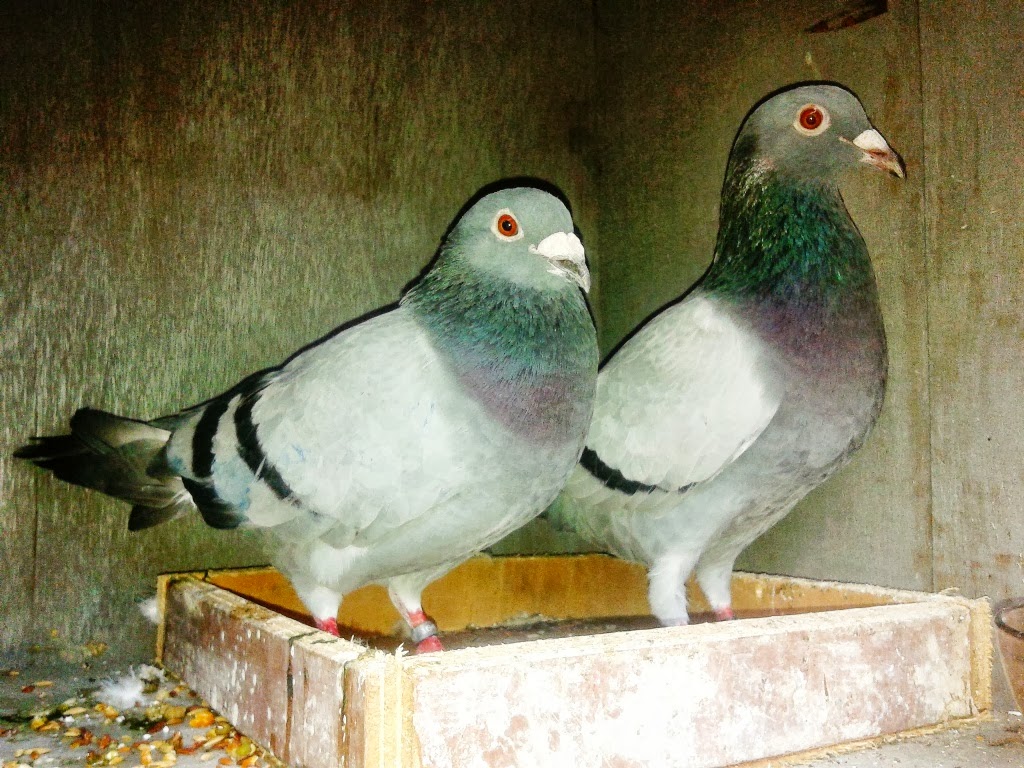 Jual Merpati Pos (Racing Pigeon): Merpati Pos murah berkualitas
