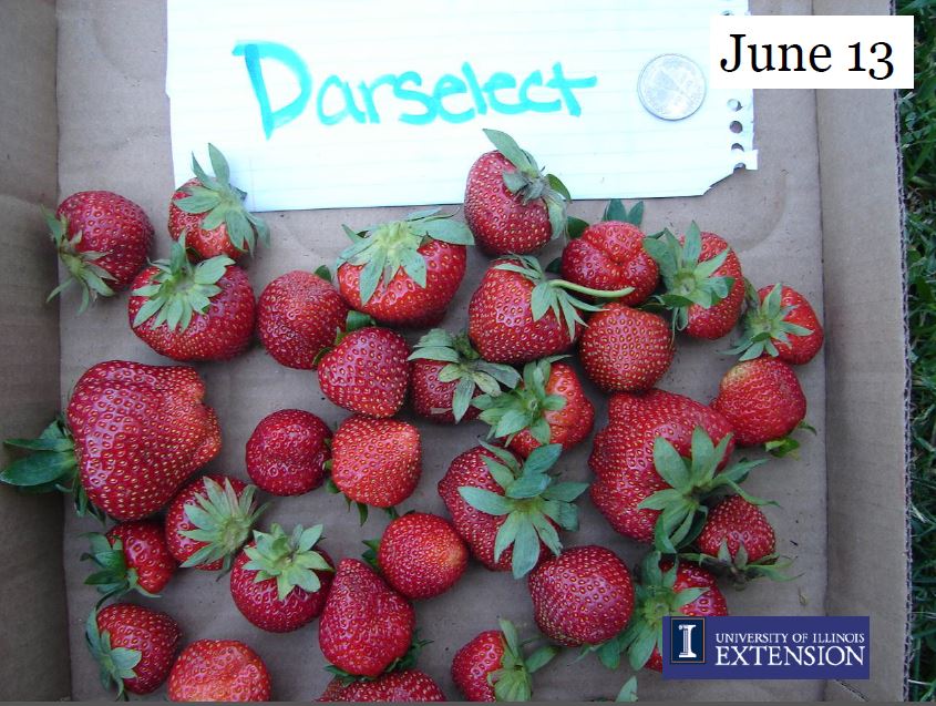 Missouri Beginning Farming 2013 Strawberry Trial
