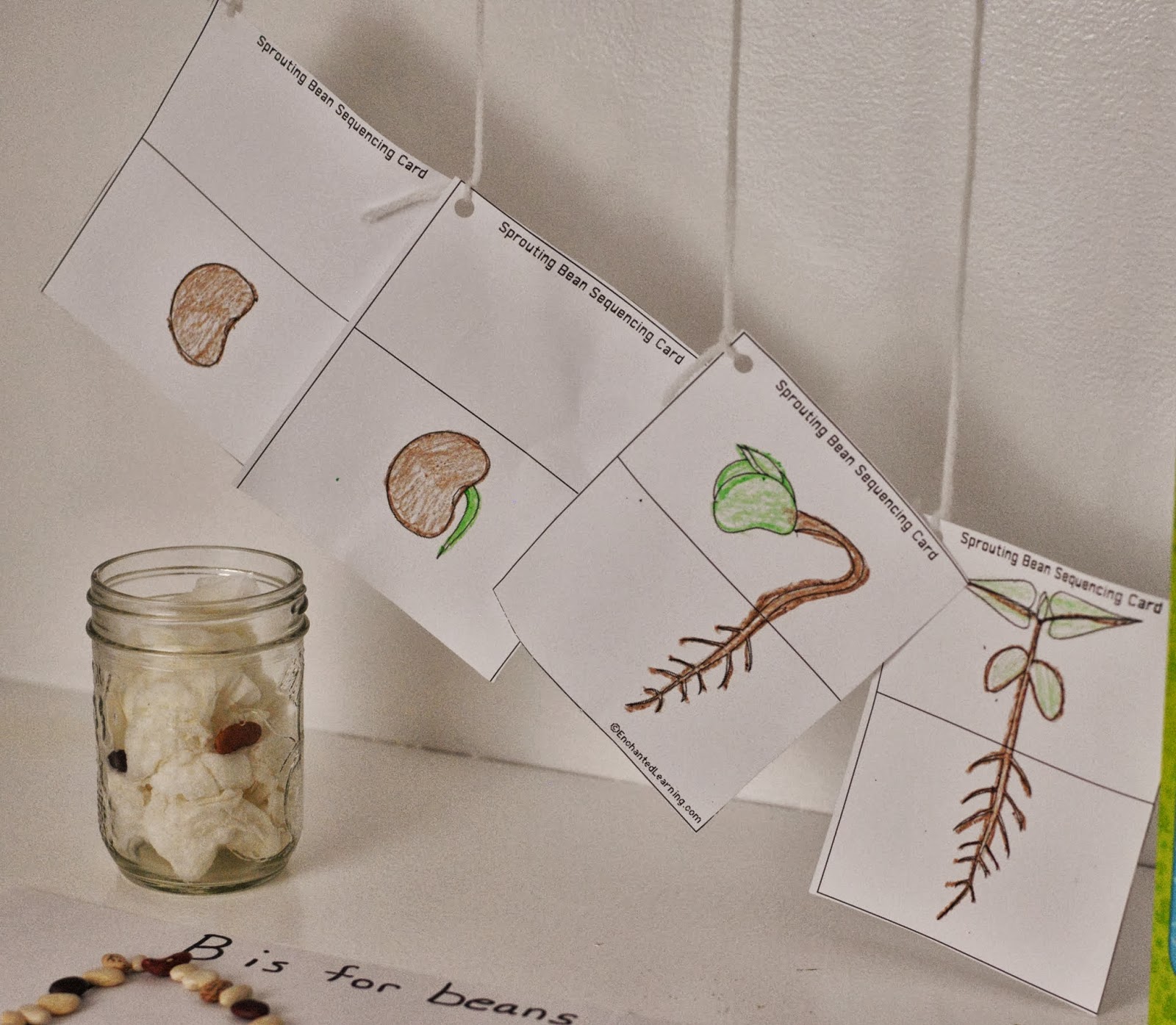 Life With 4 Boys All About Beans Plant Growth Lesson Plan