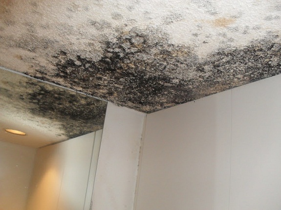 Odgrzybianie i usuwanie grzyba i pleśni ze ścian - wilgoć w domu