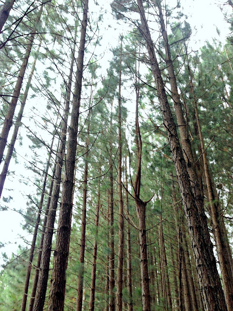 Dahilayan Adventure Park