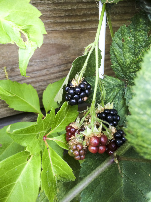 björnbär, blackberries björnbär, blackberries