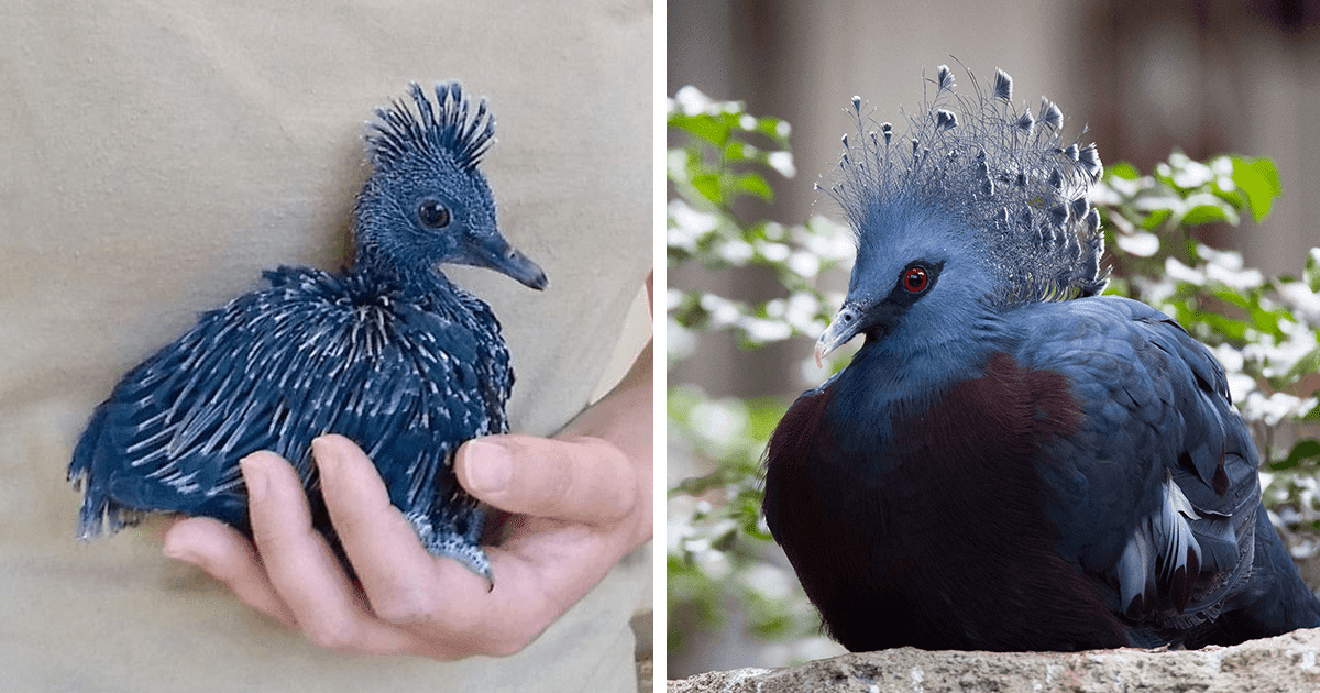 Meet The ‘Victoria Crowned Pigeon’, One Of The Most Stunning Birds Ever