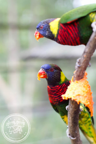KL Bird Park - Macaw