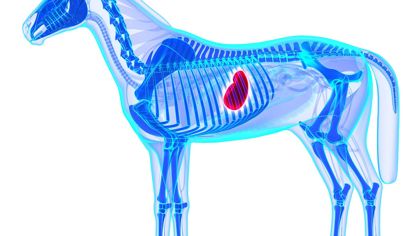 How To Treat Ulcers In Horses Ulcer Choices