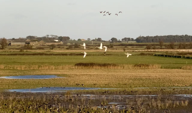 Whooper swans at the Wexford Wildfowl Reserve a good place to stop on an Irish road trip from Kinsale to Dublin