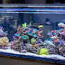 Affordable Types of Saltwater Aquariums