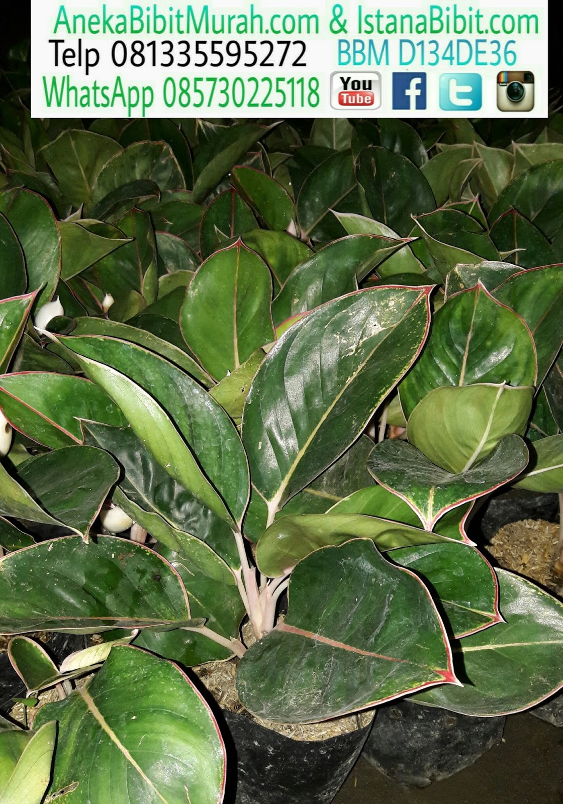 Gambar Bunga Aglaonema Pickini
