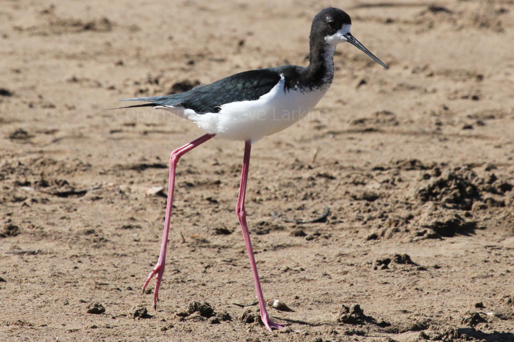 Wetland and Coastal Birds of Maui Species of Birds