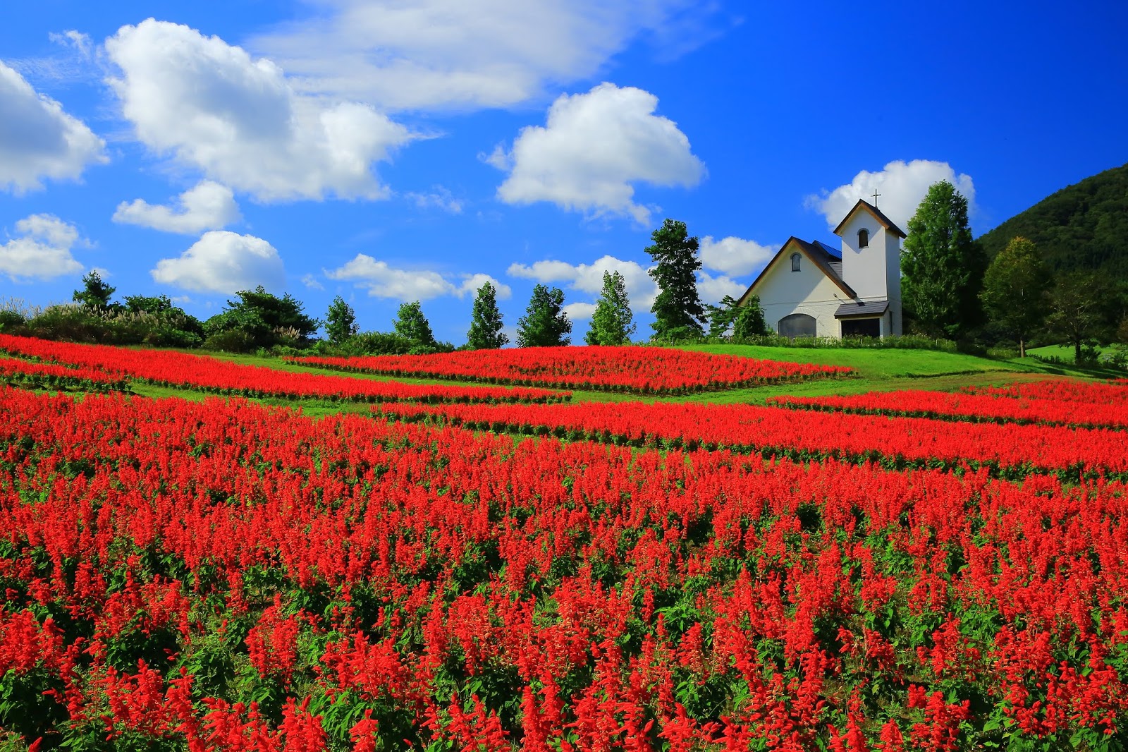 Banco de Imágenes Gratis: Fotografías de campos floridos - Amazing Flowers  Field - Flores de colores