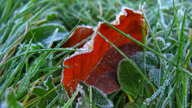 © Annie Japaud PHOTOGRAPHY 2013, FIRST FROST