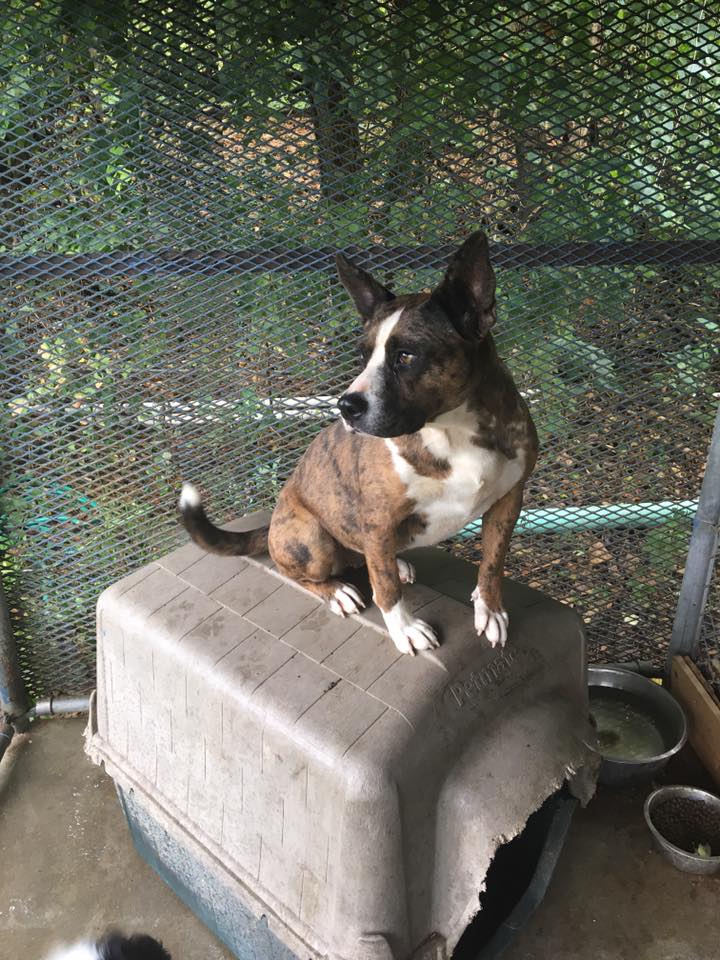 Inside Joplin Sarcoxie Police Can anyone provide a home for these dogs?