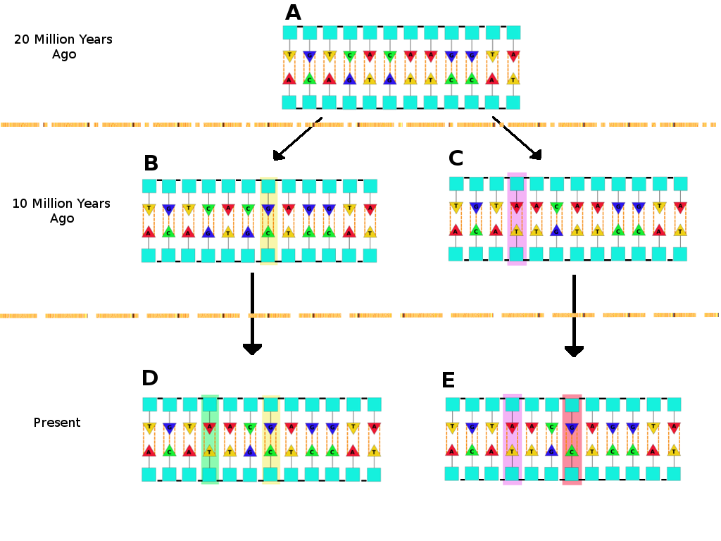 Microbiomethod Understanding Microbiome Research The 16S Ribosomal
