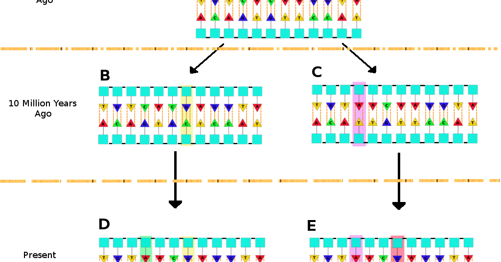 Microbiomethod Understanding Microbiome Research The 16S Ribosomal