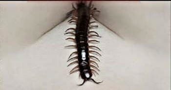 the human centipede ii full sequence