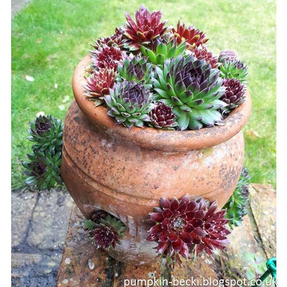 Mixed Sempervivum planted in a tall Strawberry Pot Mixed Sempervivum planted Strawberry Pot